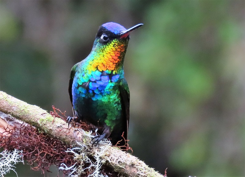 Fiery-throated Hummingbird. Photo © Gina Nichol.