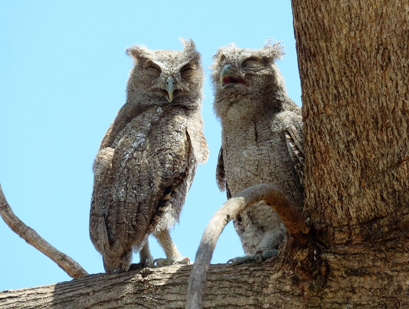 Pacific Screech-Owls. Photo © Gina Nichol.