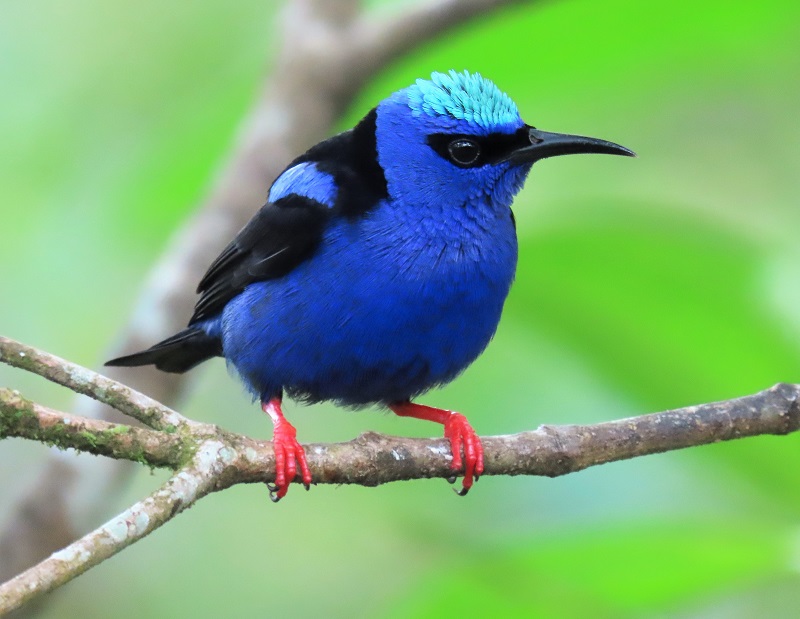 Red-legged Honeycreeper . Photo © Gina Nichol.