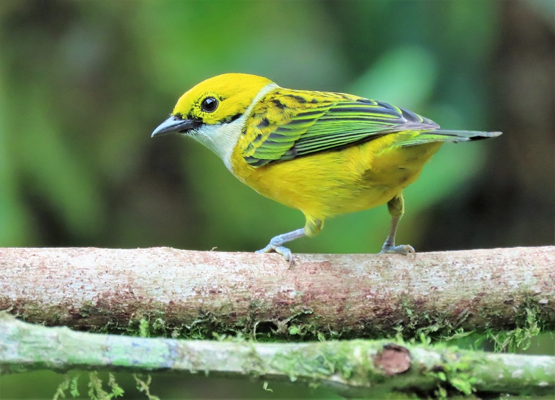 Silver-throated Tanager. Photo © Gina Nichol.