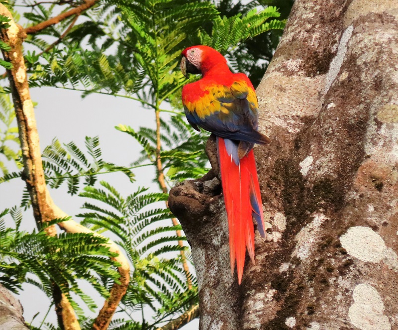 Scarlet Macaw. Photo © Gina Nichol 