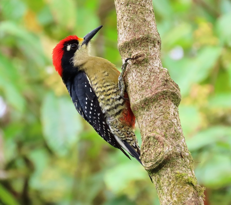 Black-cheeked Woodpecker. Photo © Gina Nichol.