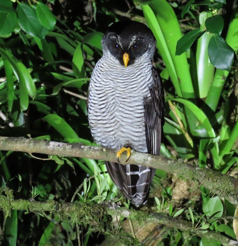 Black-and-white Owl. Photo © Gina Nichol.