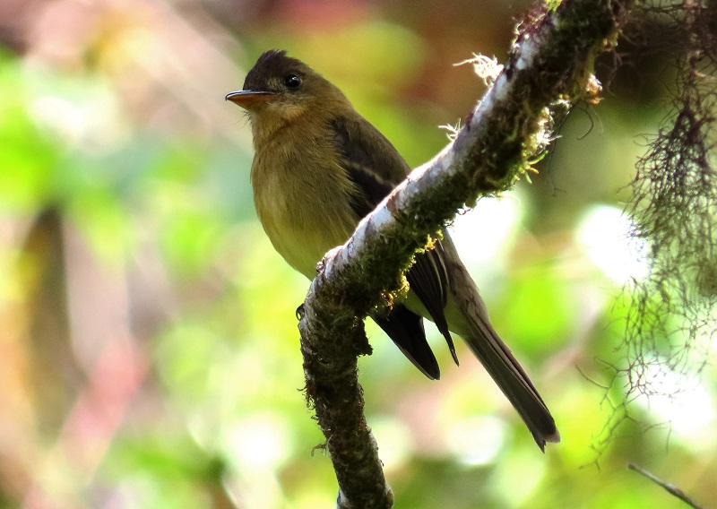Ochraceous Pewee. Photo © Gina Nichol
