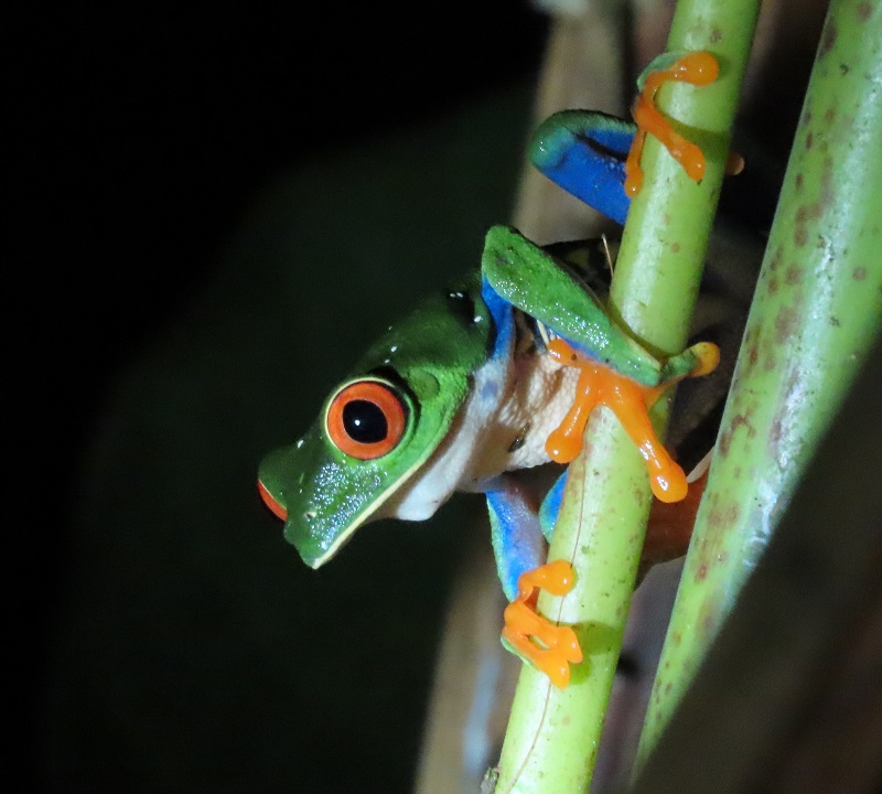 Red-eyed Tree Frog. Photo © Gina Nichol 