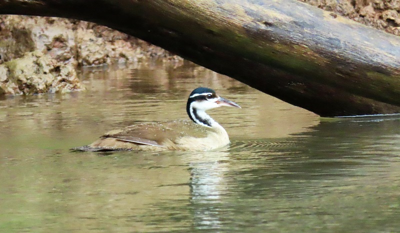 Sungrebe. Photo © Gina Nichol