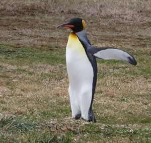 King Penguin by Gina Nichol