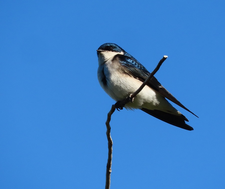Chilean Swallow. Photo © Gina Nichol. 