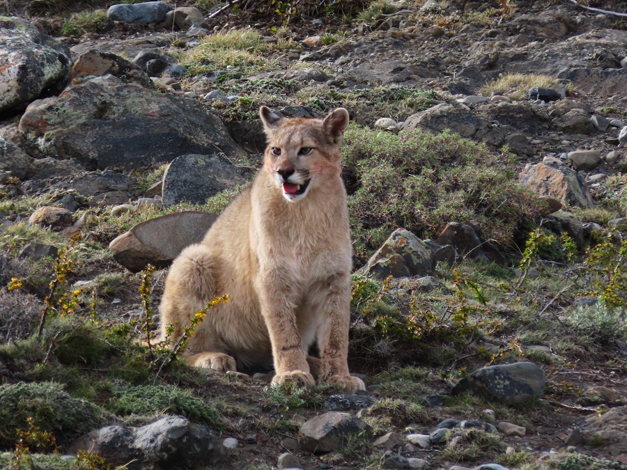 Puma, Chile. Photo © Gina Nichol.