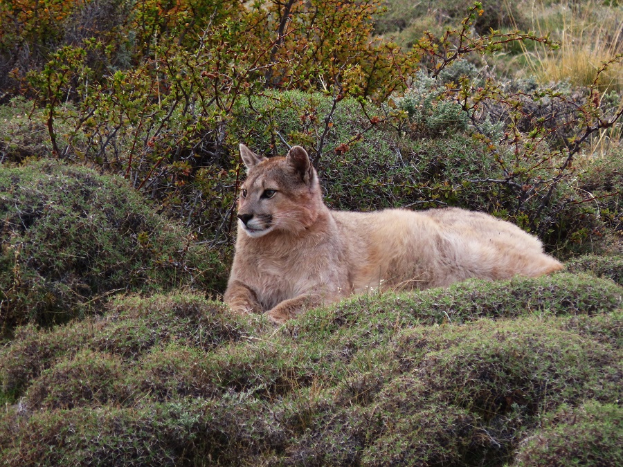 Puma, Chile. Photo © Gina Nichol. 