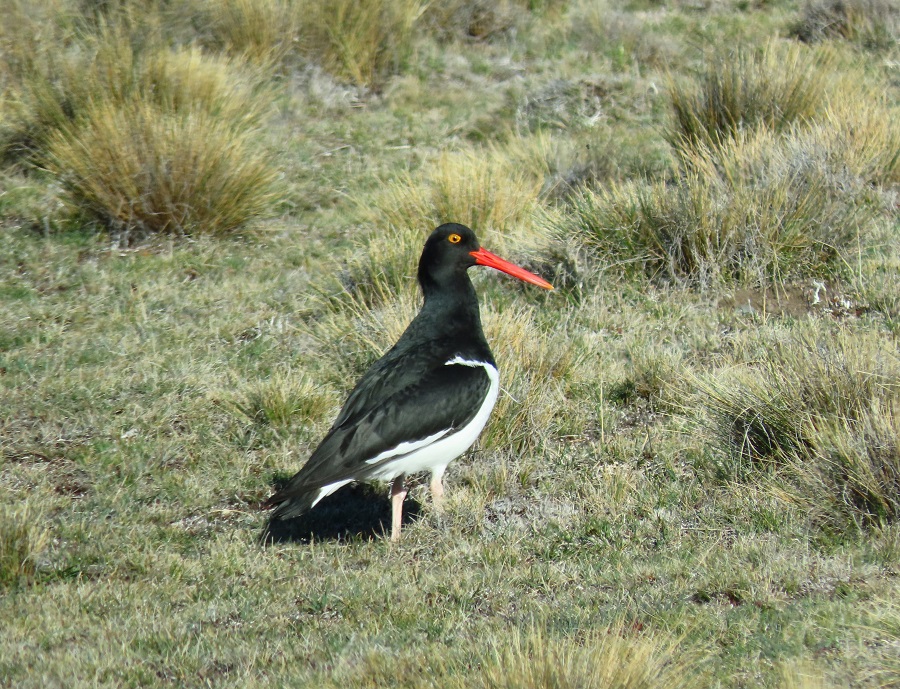Magellanic Oystercatcher. Photo © Gina Nichol.