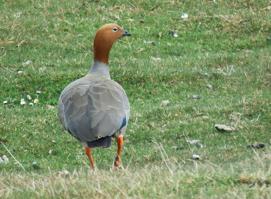 Ruddy-headed Goose, Chile. Photo © Gina Nichol.