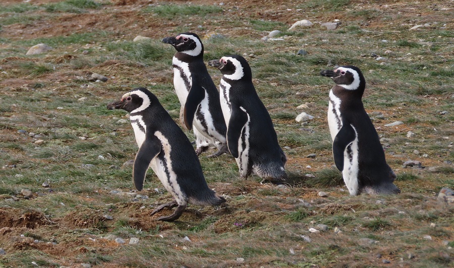 Magellanic Penguins. Photo © Gina Nichol.