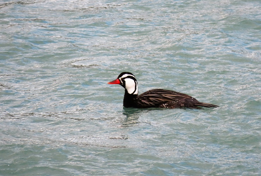 Torrent Duck, Chile. Photo © Gina Nichol.