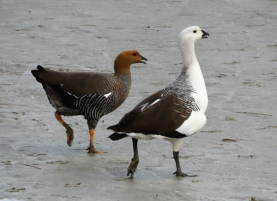 Upland Goose, Chile. Photo © Gina Nichol.