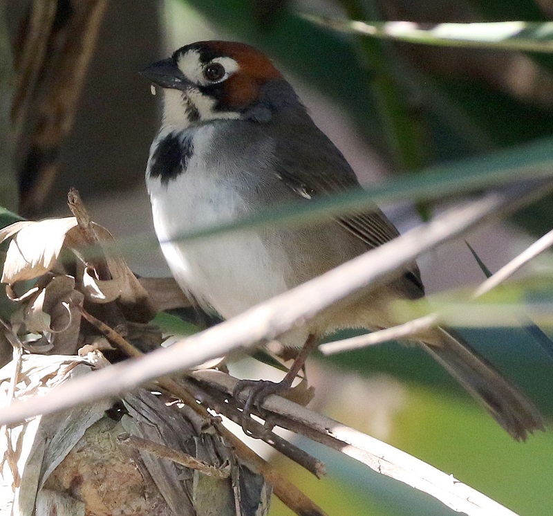 Cabinis's Ground-Sparrow. Photo © Steve Bird.