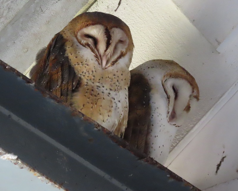 Barn Owls. Photo © Gina Nichol. 