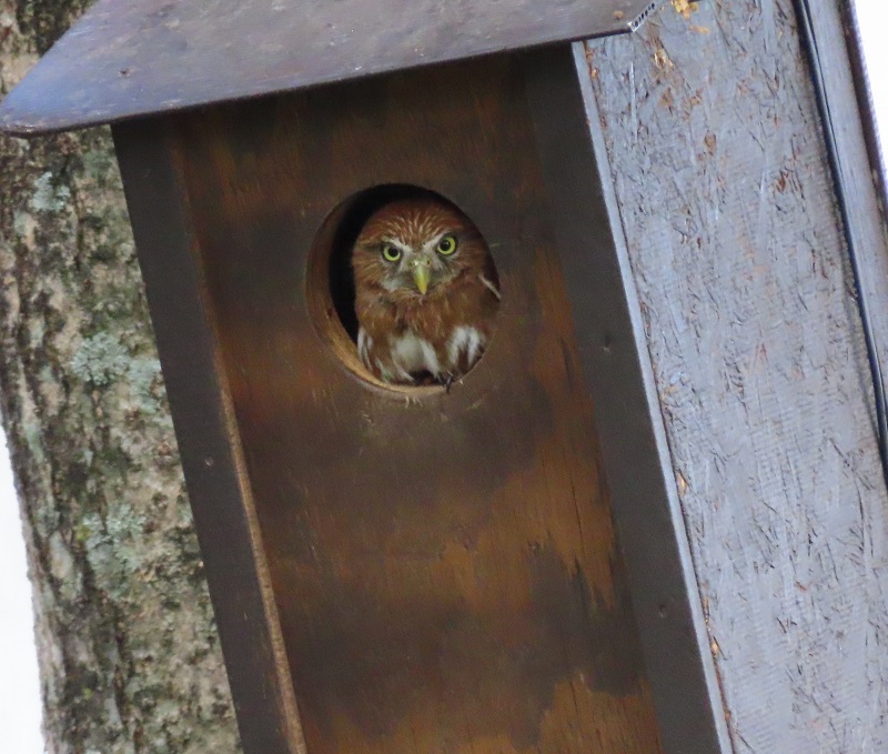 Ferruginous Pygmy-Owl. Photo © Gina Nichol.