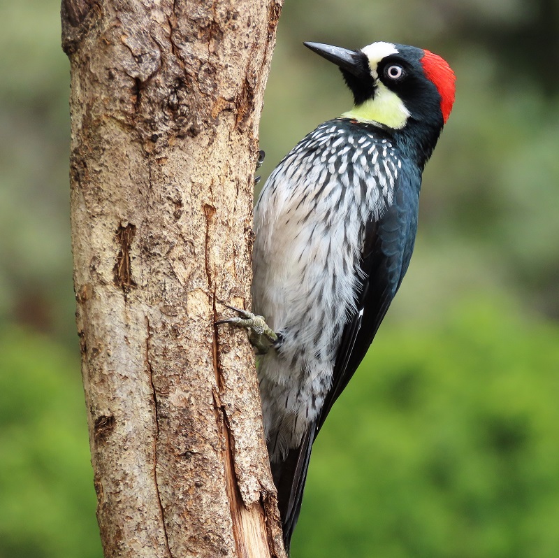 Acorn Woodpecker. Photo © Gina Nichol.