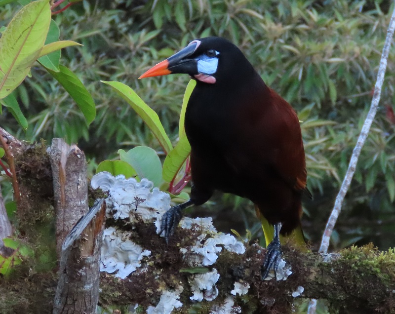 Montezuma Oropendola. Photo © Gina Nichol.