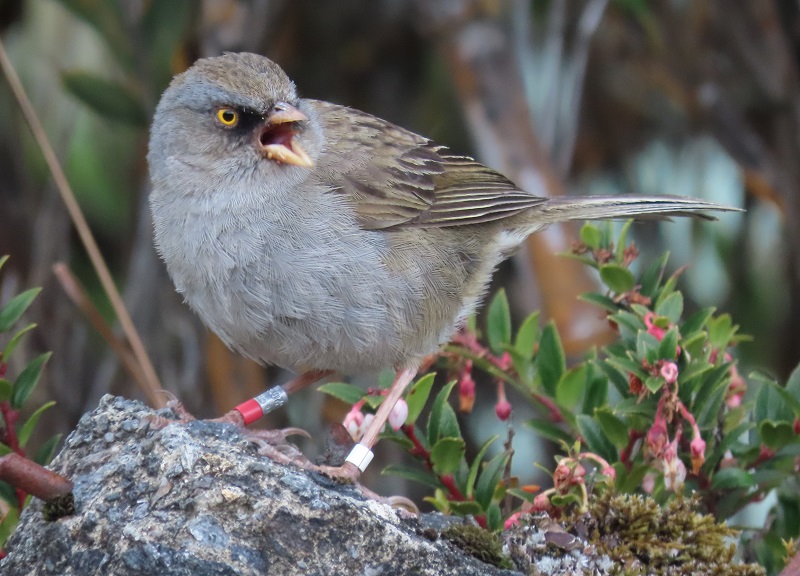 Volcano Junco. Photo © Gina Nichol 