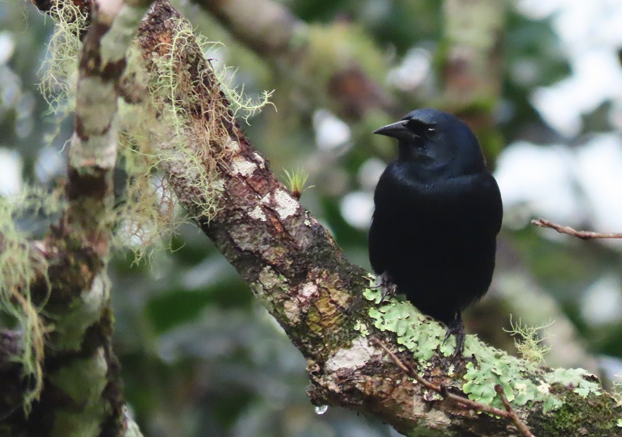 Jamaican Blackbird, endemic to Jamaica. Photo © Gina Nichol.
