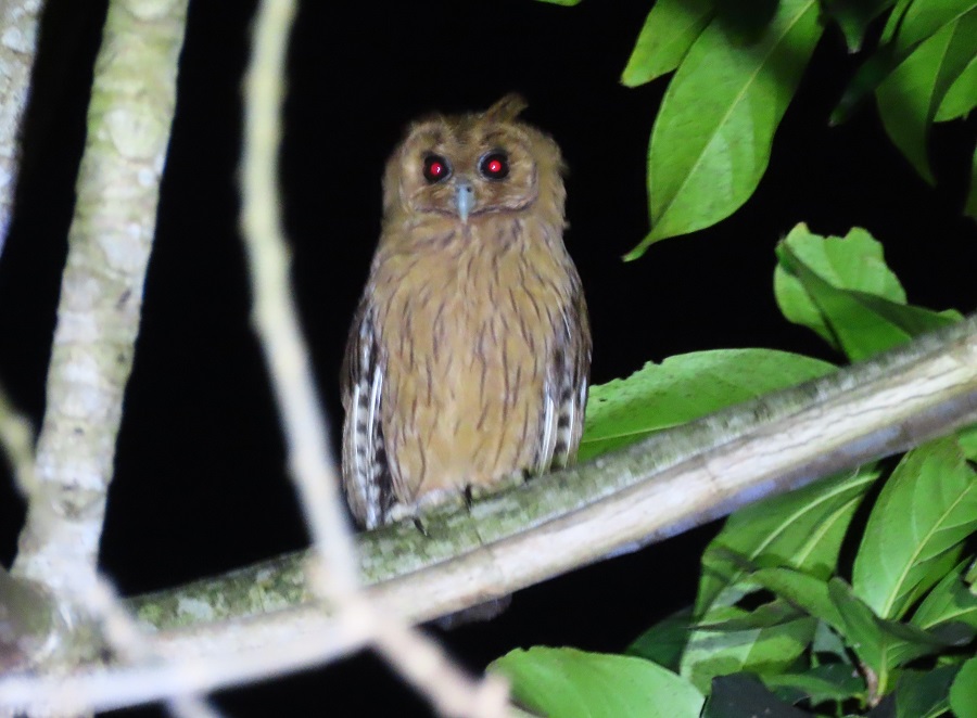 Jamaican Owl, endemic! Photo © Gina Nichol.