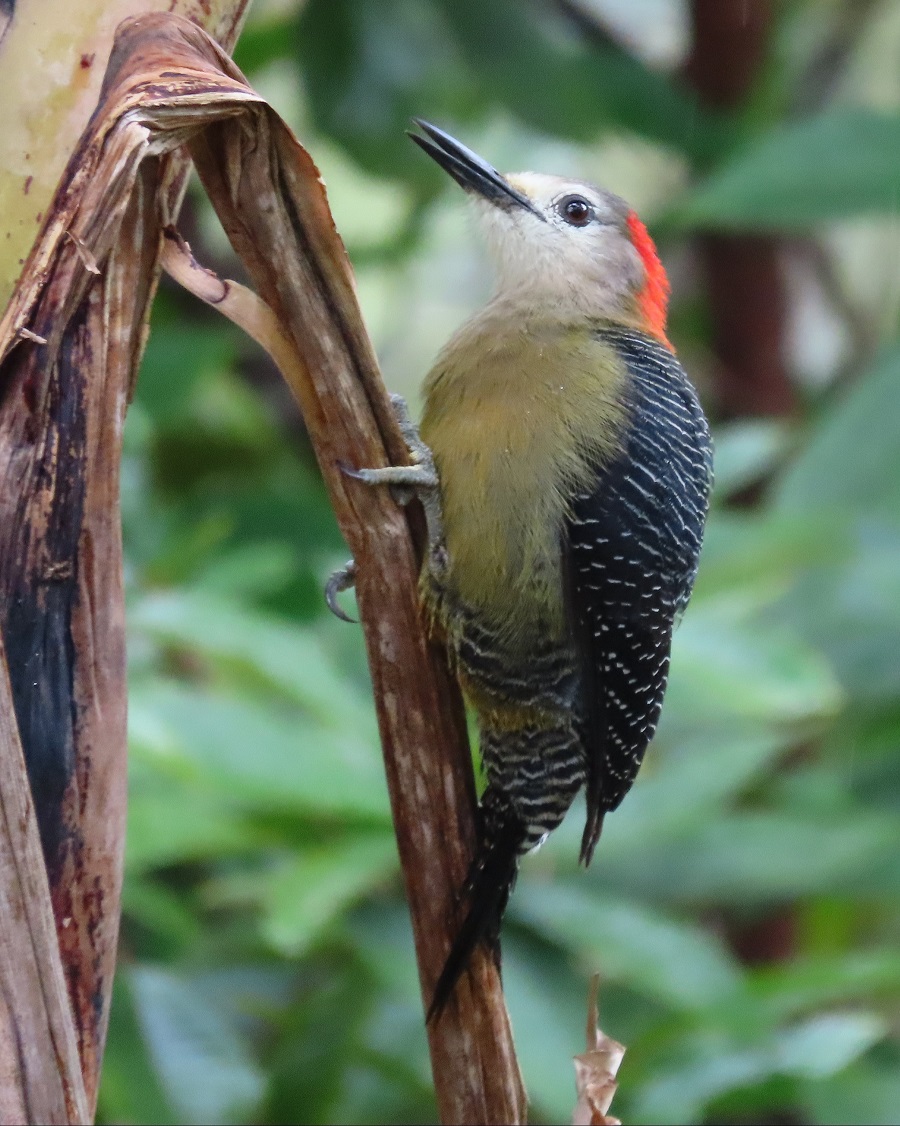 Jamaican Woodpecker. Photo © Gina Nichol.