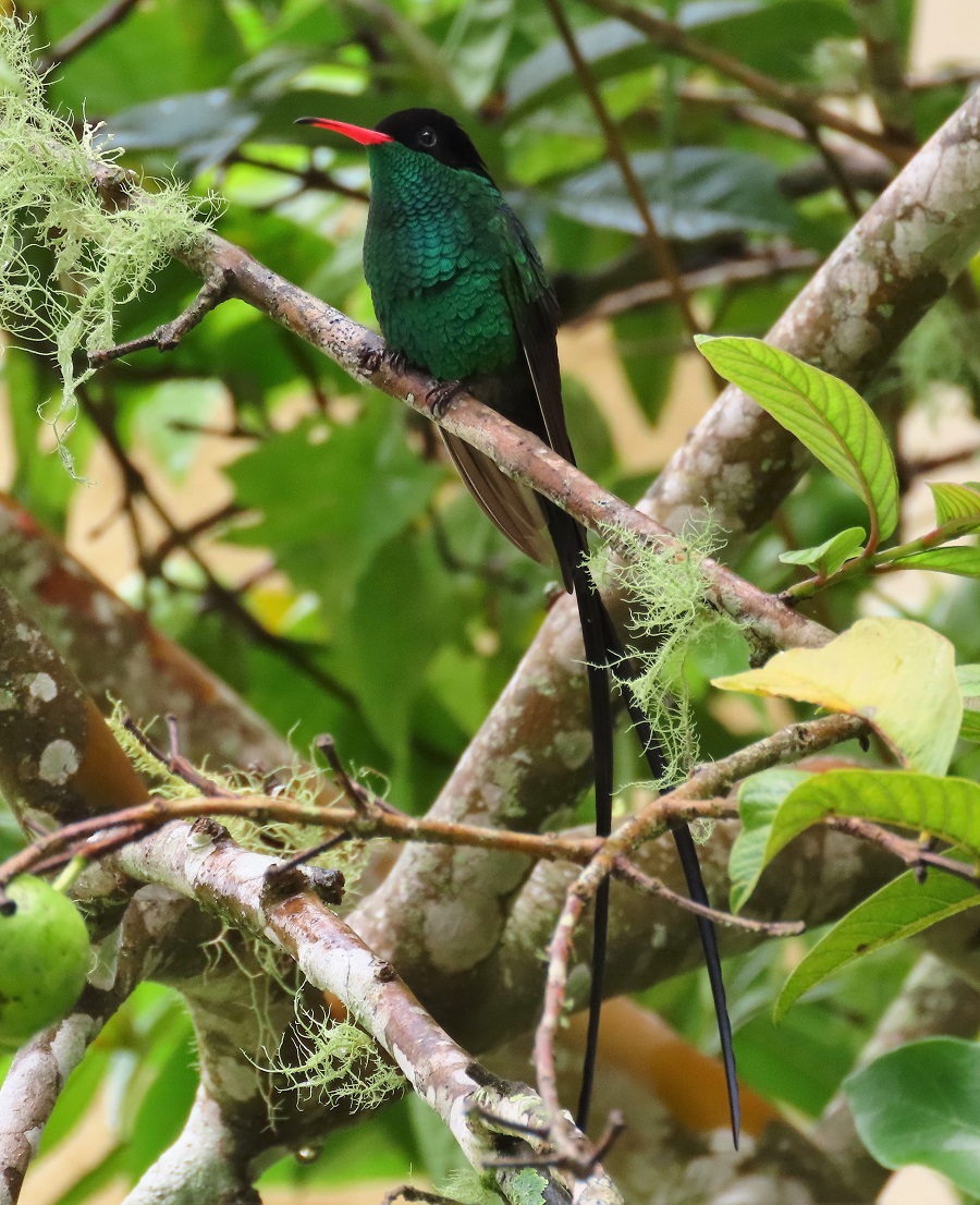 Red-billed Streamertail. Photo © Gina Nichol.