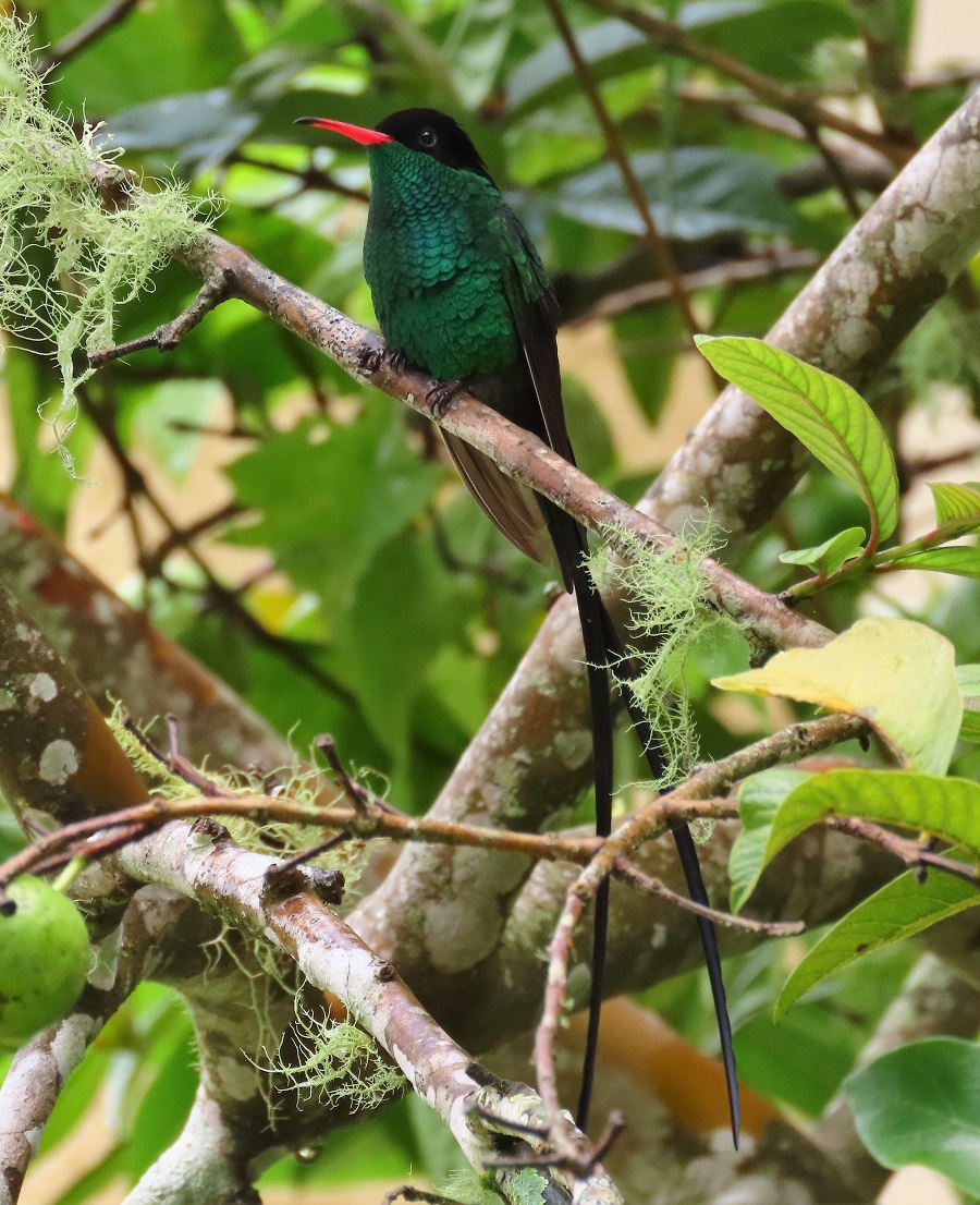 Red-billed Streamertail. Photo © Gina Nichol. 