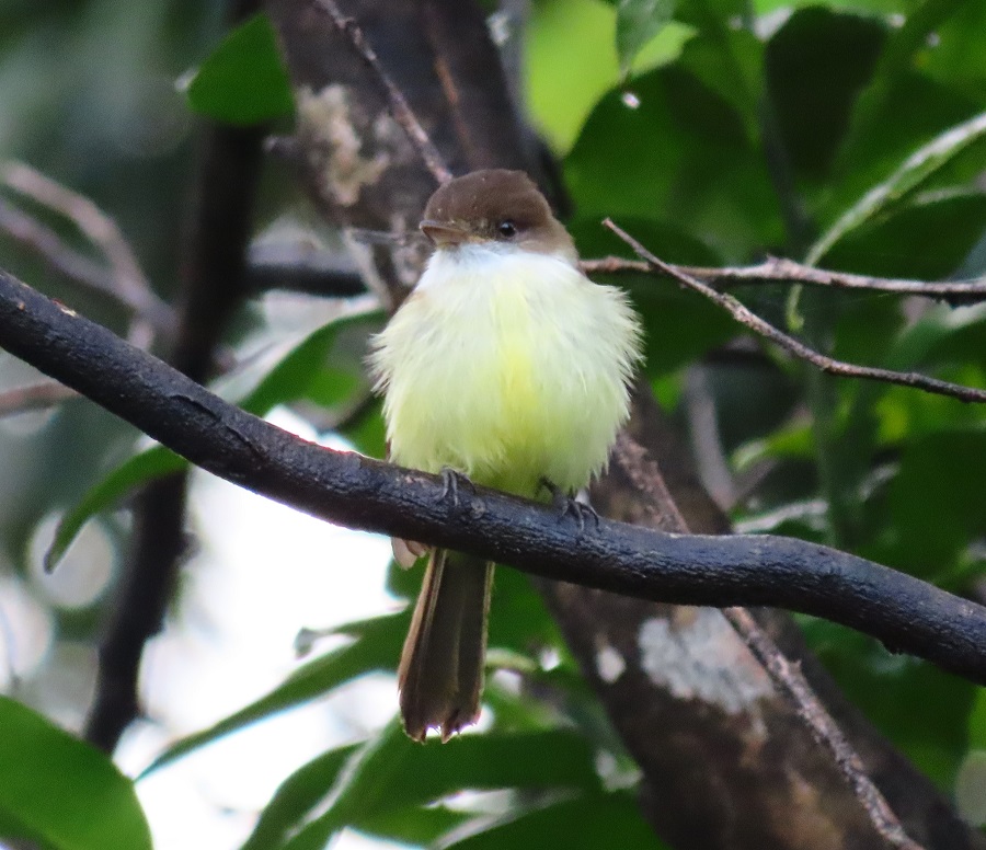 Sad Flycatcher. Photo © Gina Nichol.