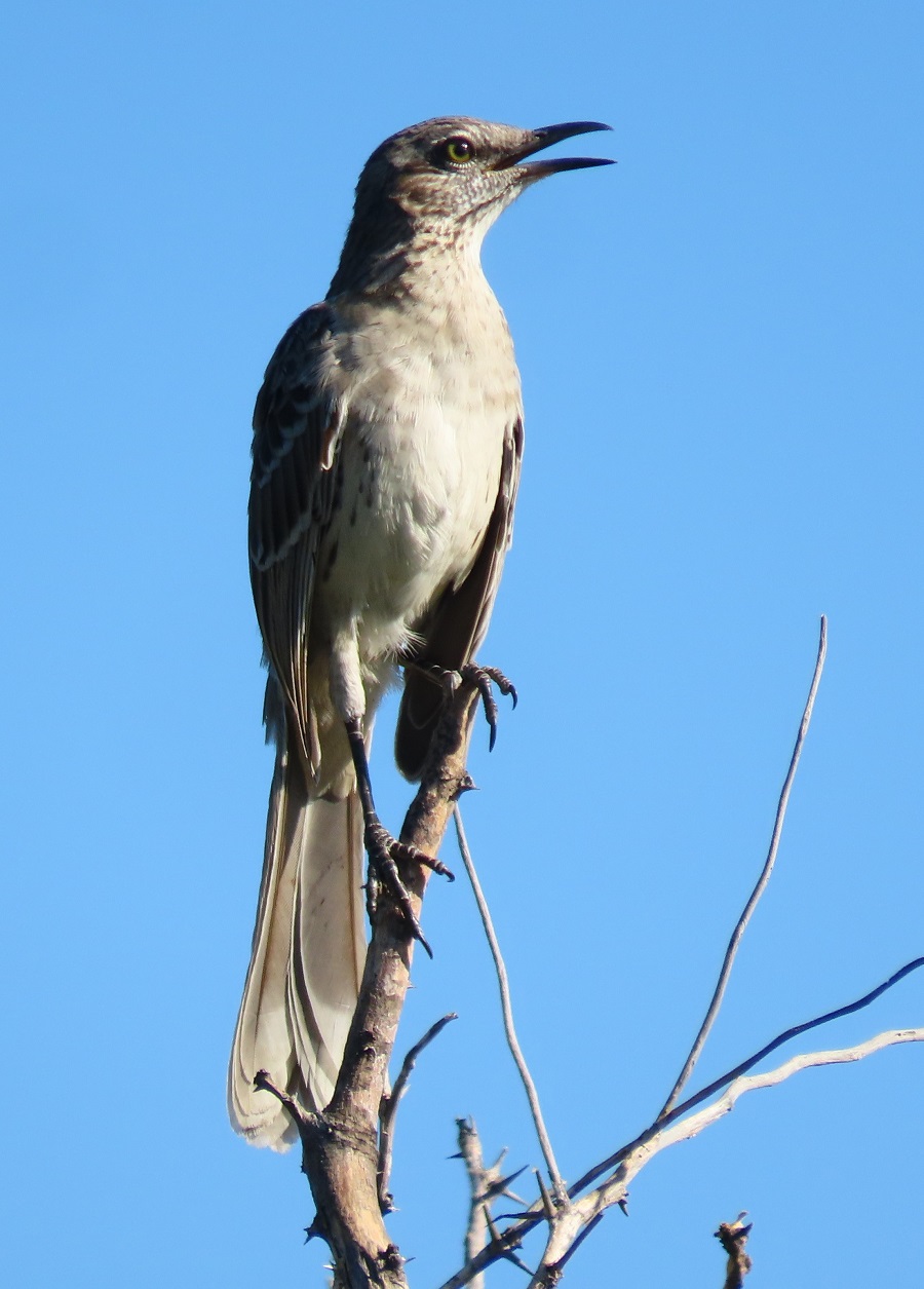 Bahama Mockingbird. Photo © Gina Nichol.