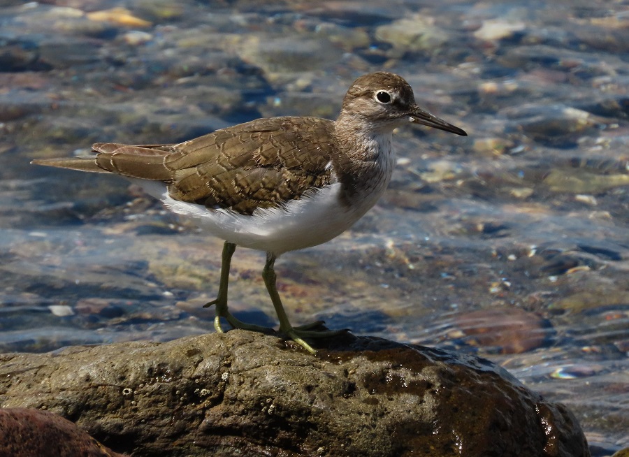 Common Sandpiper (juvenile). Photo © Gina Nichol. 