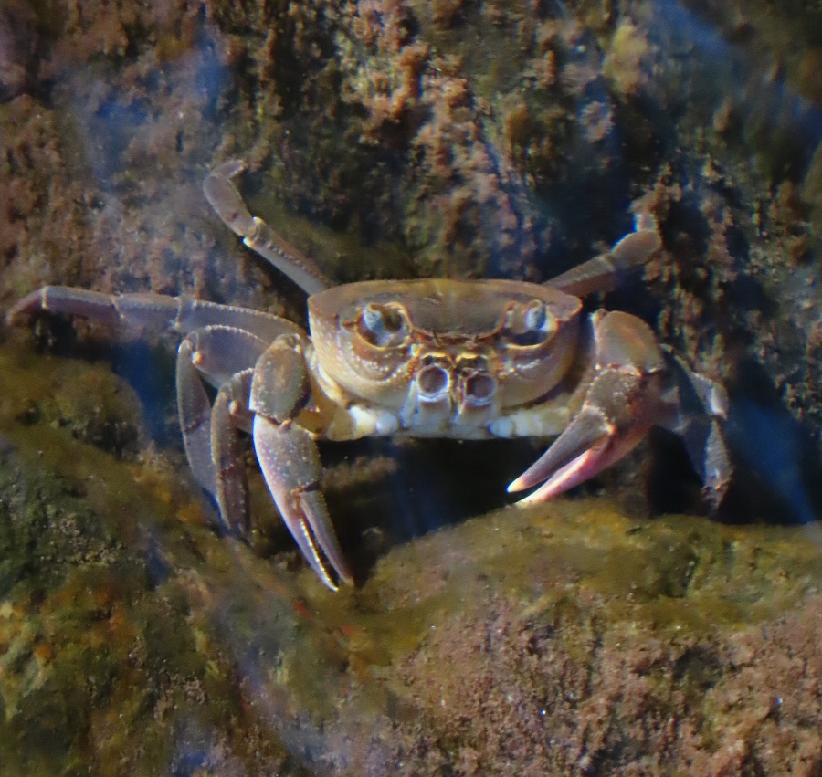 Freshwater Crab, Lesvos, Greece. Photo © Gina Nichol. 