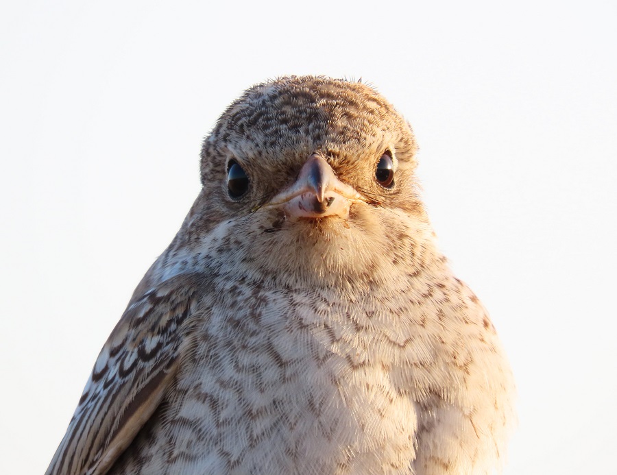 Red-backed Shrike, Lesvos, Greece. Photo © Gina Nichol.