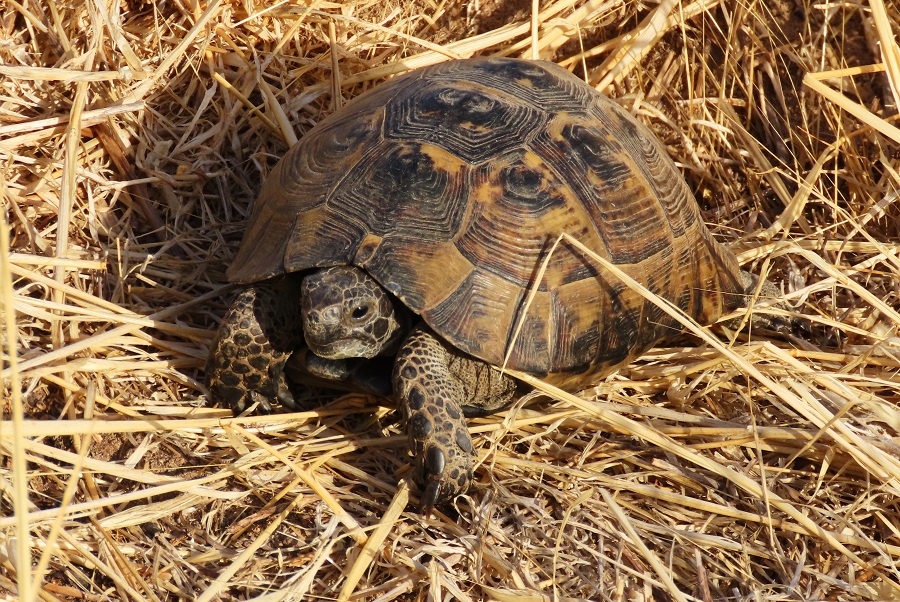 Spur-thighed Tortoise, Lesvos, Greece. Photo © Gina Nichol.