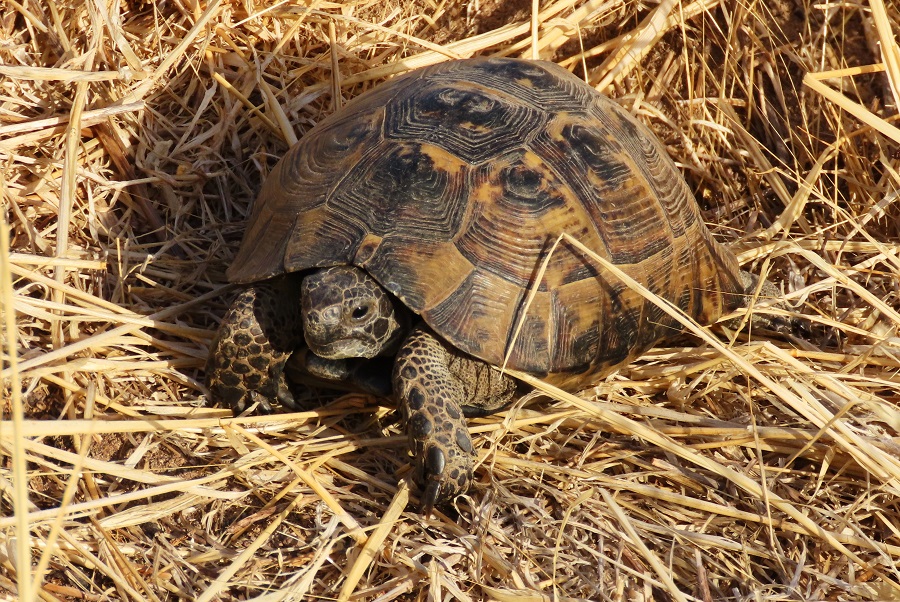 Spur-thighed Tortoise, Lesvos, Greece. Photo © Gina Nichol.
