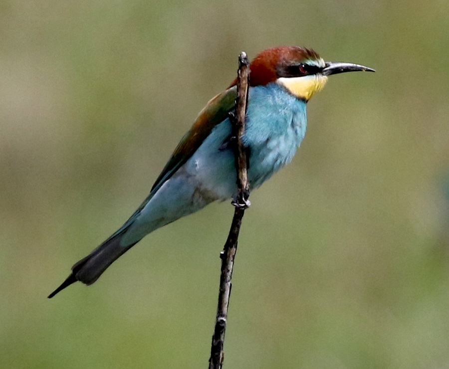 European Bee-eater . Photo © Steve Bird . 
