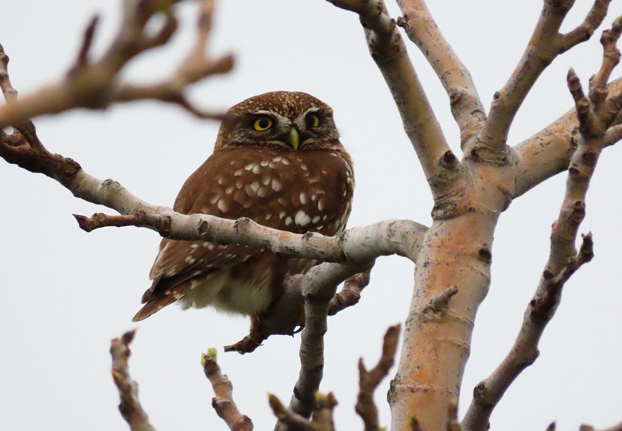 Little Owl. Photo © Gina Nichol.