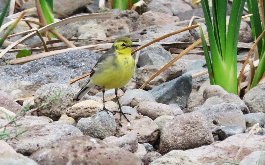 Citrine Wagtail Photo © Gina Nichol.