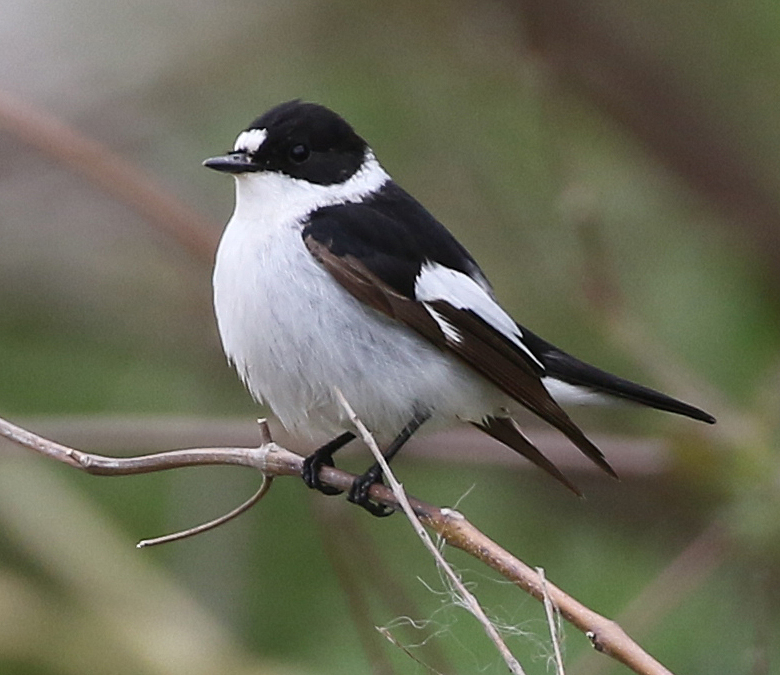 Collared Flycatcher. Photo © Steve Bird.