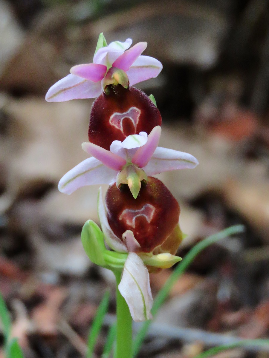 Lesvos Orchid. Photo © Gina Nichol. 