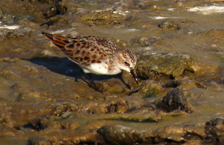 Little Stint. Photo © Gina Nichol.