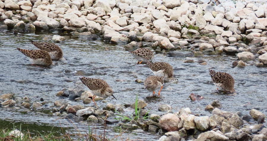 Ruff. Photo © Gina Nichol 