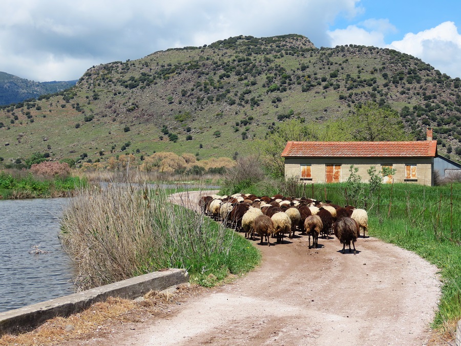 Sheep Jam near Metochi. Photo © Gina Nichol 