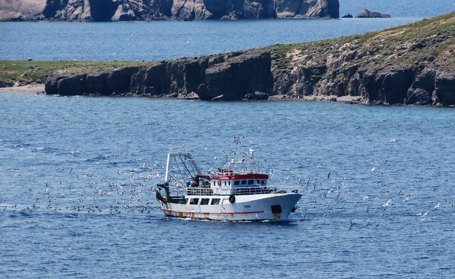 Fishing Boat coming into Sigri with gulls and Scopoli's Shearwaters. Photo © Gina Nichol 