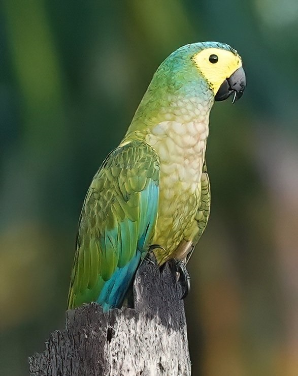 Red-bellied Macaw. Photo © Geroges Kleinbaum.