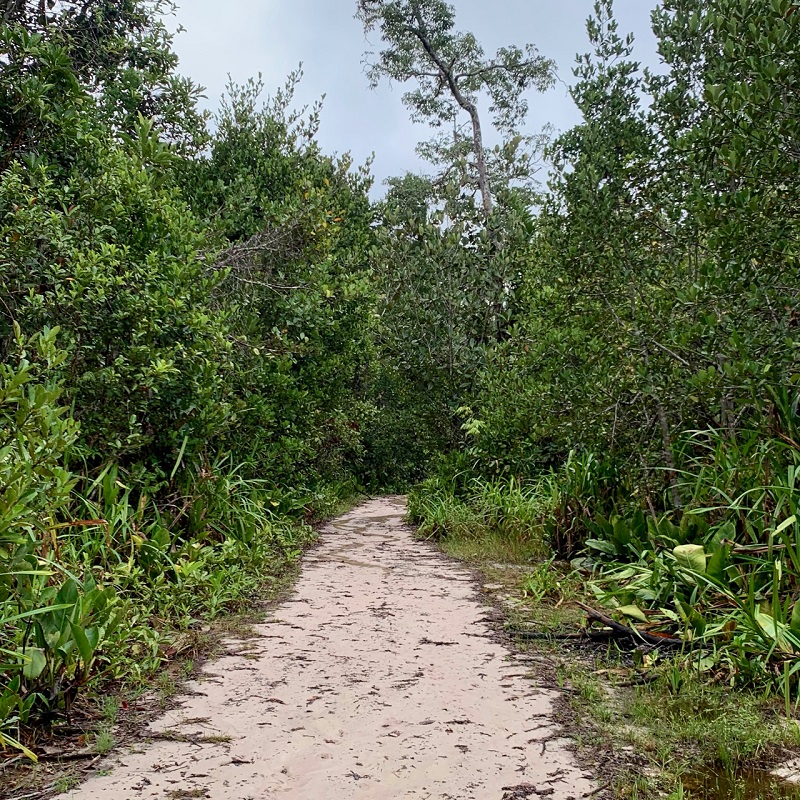 White sand forest trail. Photo © Diego Calderon.