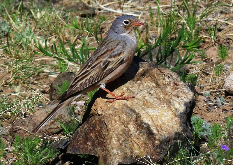 Grey-necked Bunting. Photo © Gina Nichol. 