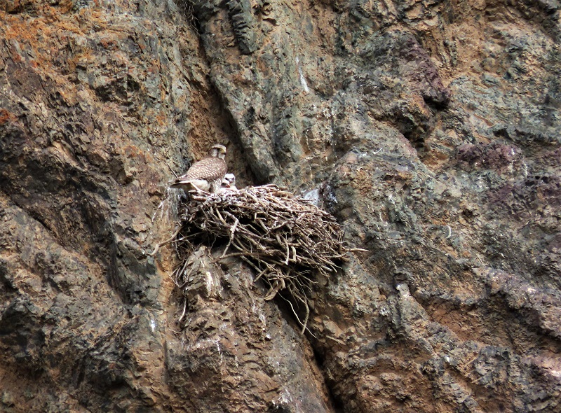Saker Falcon at nest. Photo © Gina Nichol. 